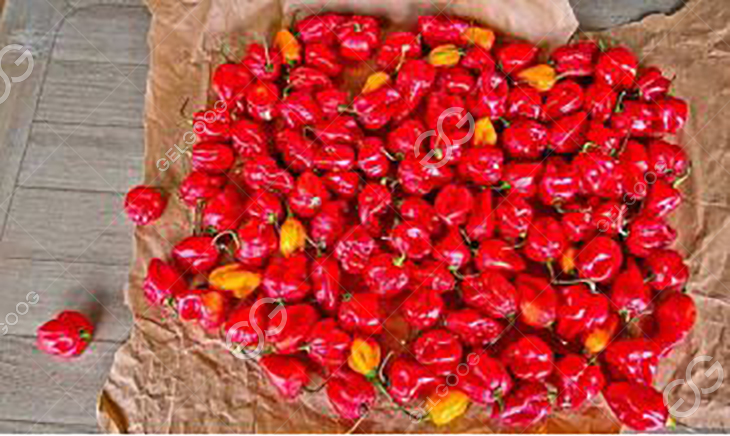 Indian devil pepper